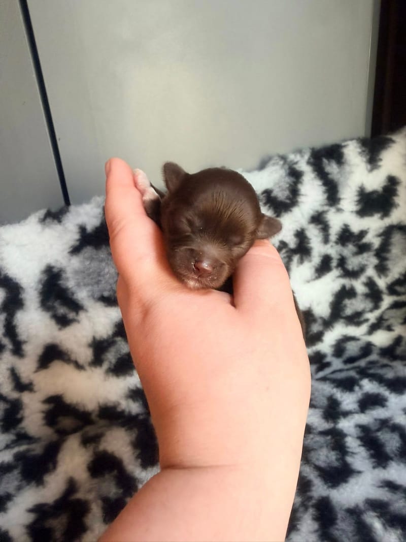 Bella - Femelle chocolat et blanche 1050€