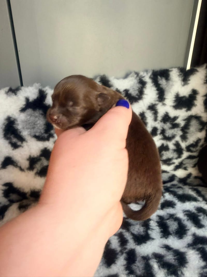 Bella - Femelle chocolat et blanche 1050€