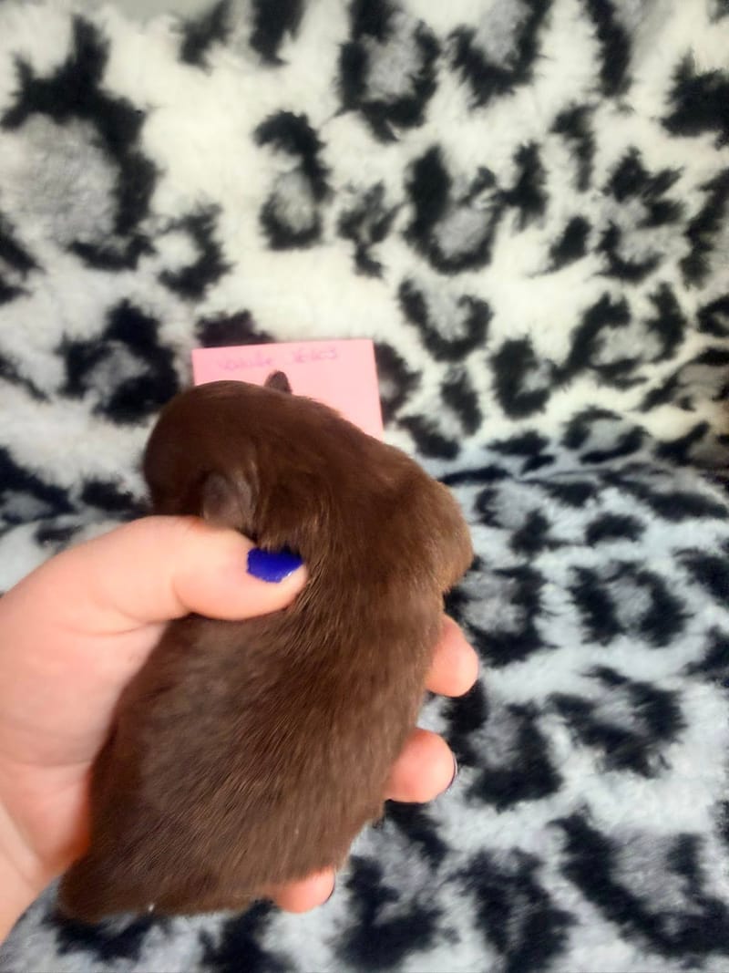 Bella - Femelle chocolat et blanche 1050€