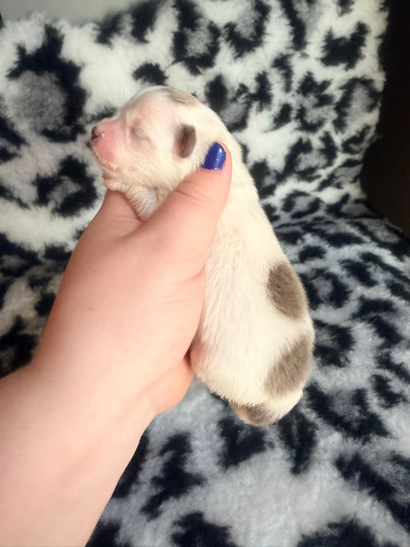 Baya - Femelle lavande 1200€ 