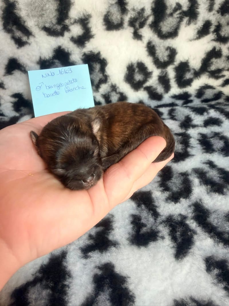 Bandit - Male - couleurs a définir a l'evolution surement fauve charbonné - 1000€ 