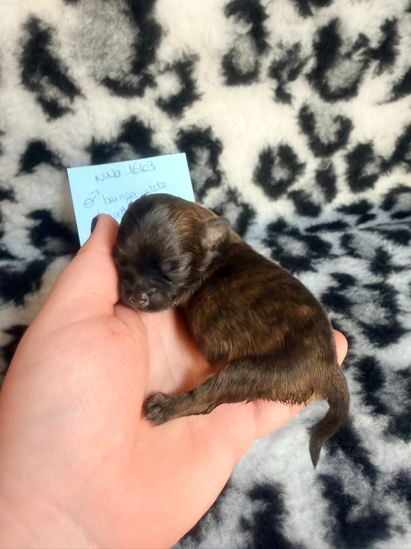 Bandit - Male - couleurs a définir a l'evolution surement fauve charbonné - 1000€ 