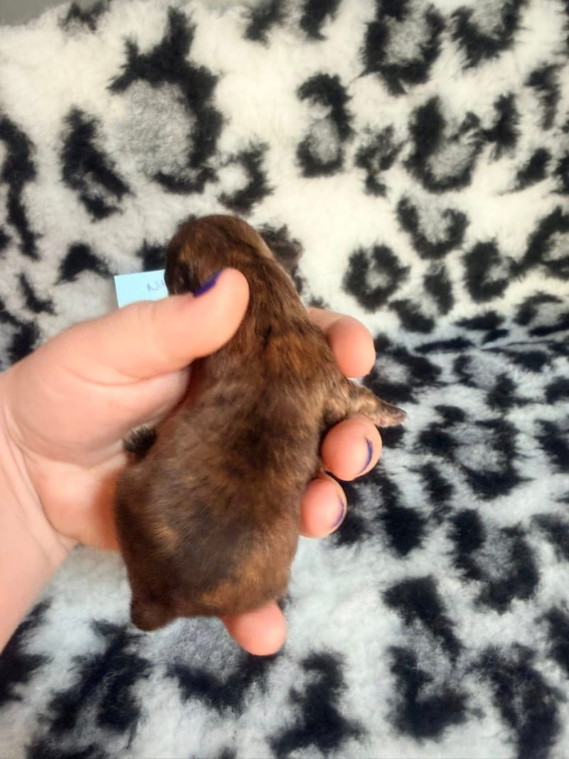 Bandit - Male - couleurs a définir a l'evolution surement fauve charbonné - 1000€ 