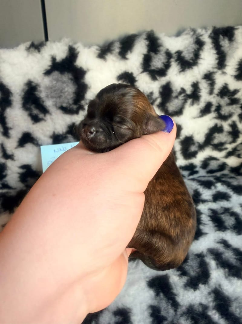 Bandit - Male - couleurs a définir a l'evolution surement fauve charbonné - 1000€ 