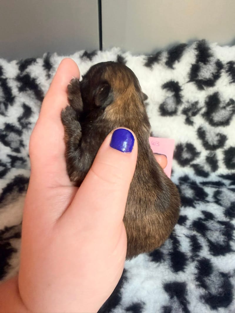 Belle - Femelle - couleur a définir certainement fauve charbonnée - 1050€ 