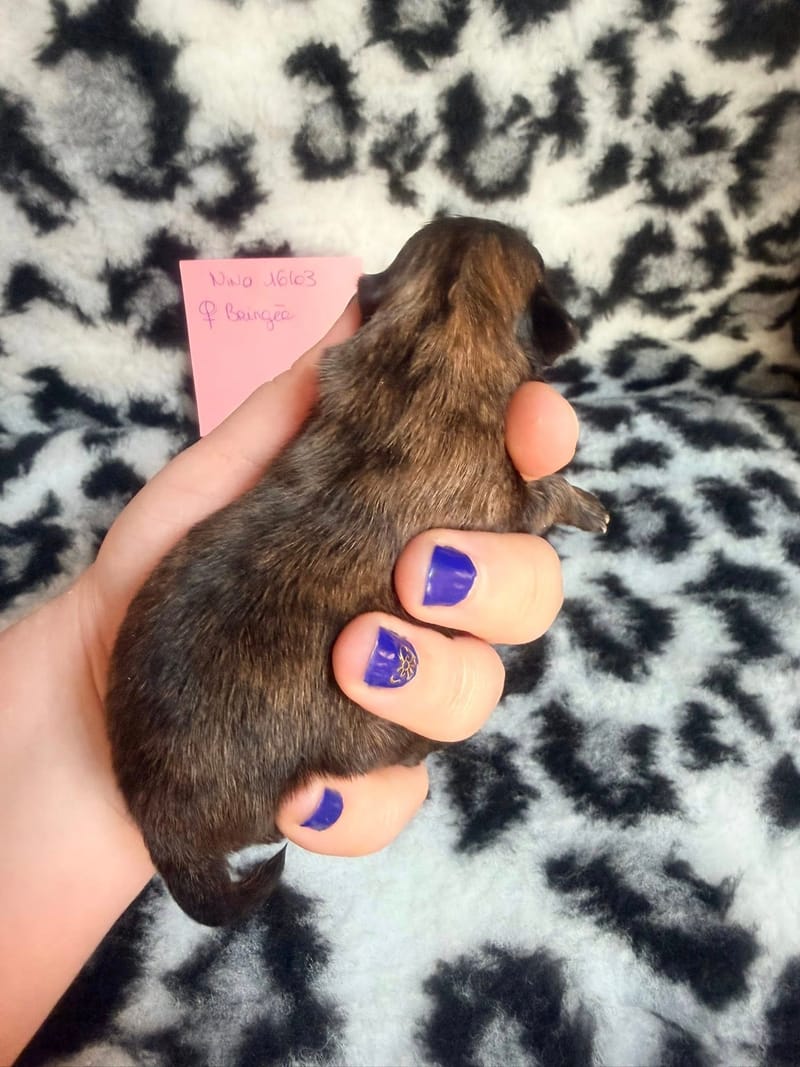 Belle - Femelle - couleur a définir certainement fauve charbonnée - 1050€ 