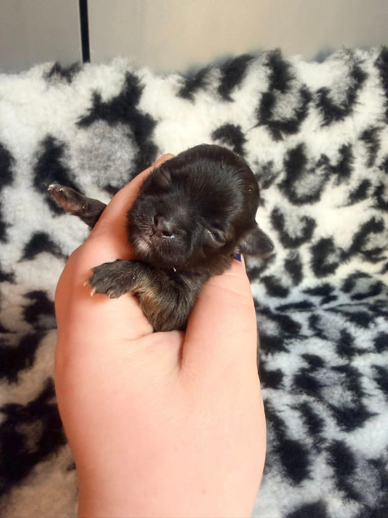 Belle - Femelle - couleur a définir certainement fauve charbonnée - 1050€ 