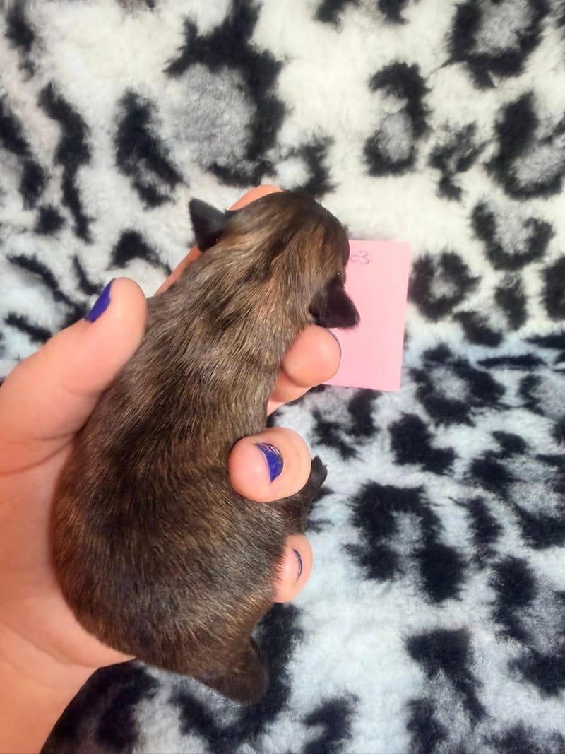 Belle - Femelle - couleur a définir certainement fauve charbonnée - 1050€ 