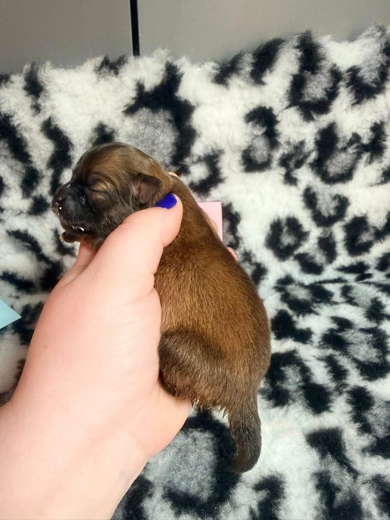 Bianca - femelle fauve charbonnée - 1050 €