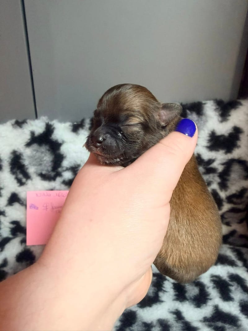 Bianca - femelle fauve charbonnée - 1050 €