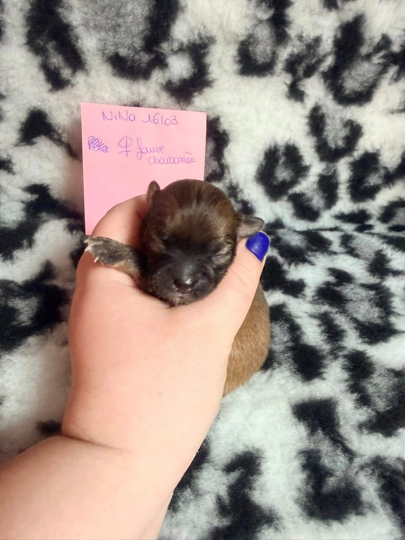 Bianca - femelle fauve charbonnée - 1050 €