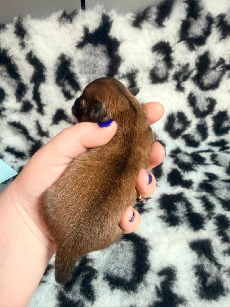 Bianca - femelle fauve charbonnée - 1050 €