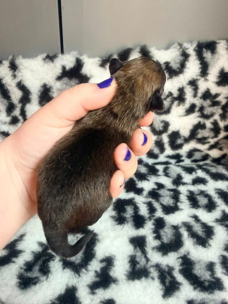 Billy - male  fauve charbonnée - 1000€