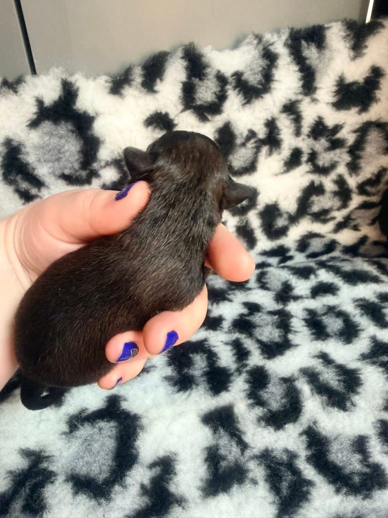 Bubule - male fauve charbonné - 1000€ 