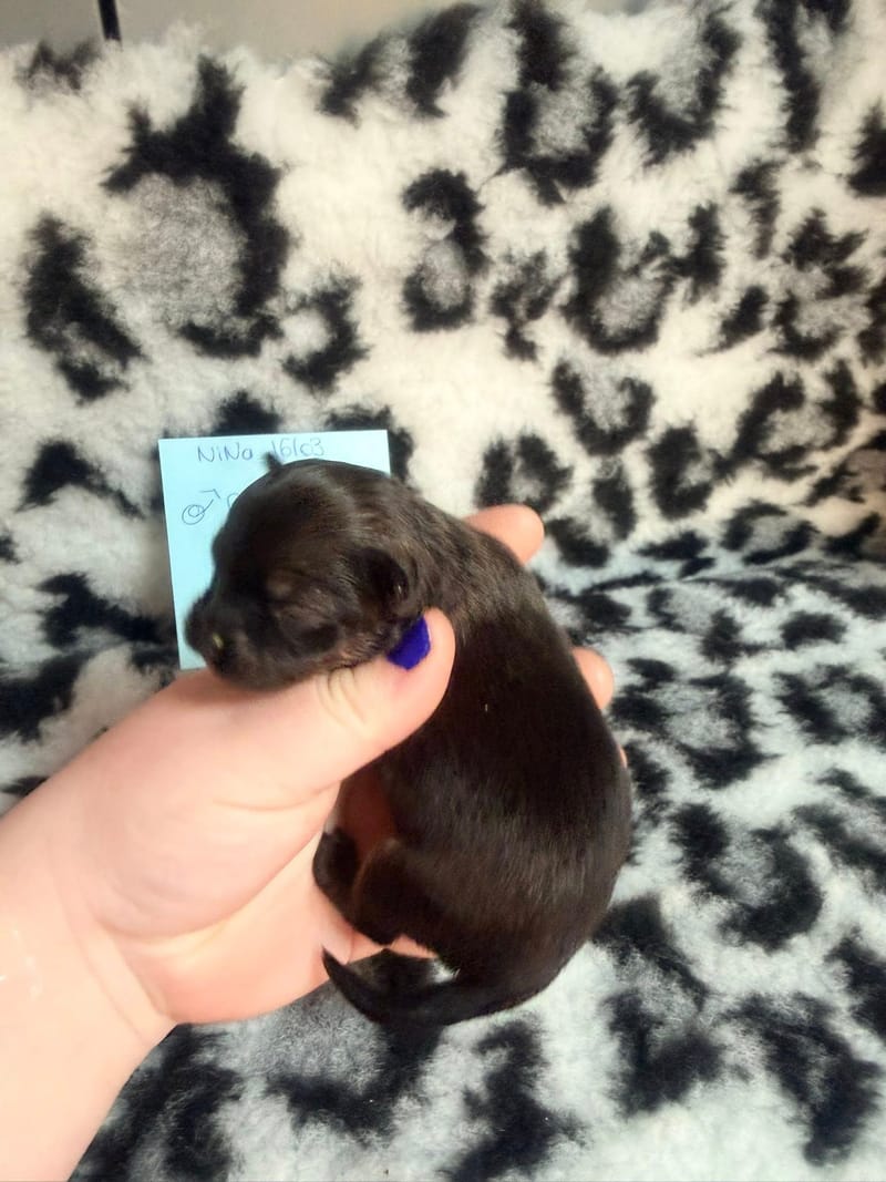 Bubule - male fauve charbonné - 1000€ 