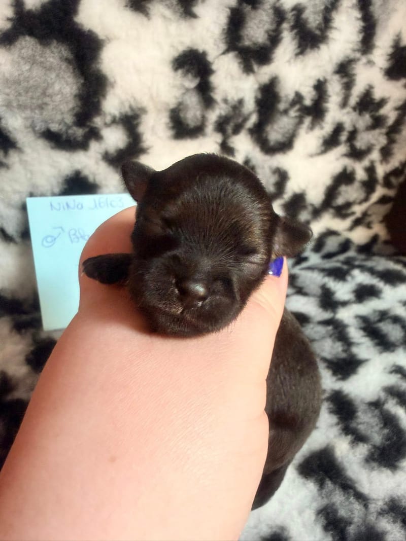 Bubule - male fauve charbonné - 1000€ 