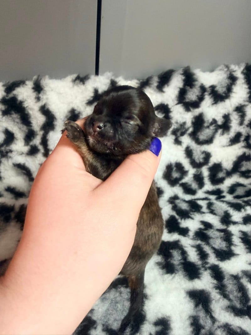 Buzz - male fauve charbonné - 1000€ 