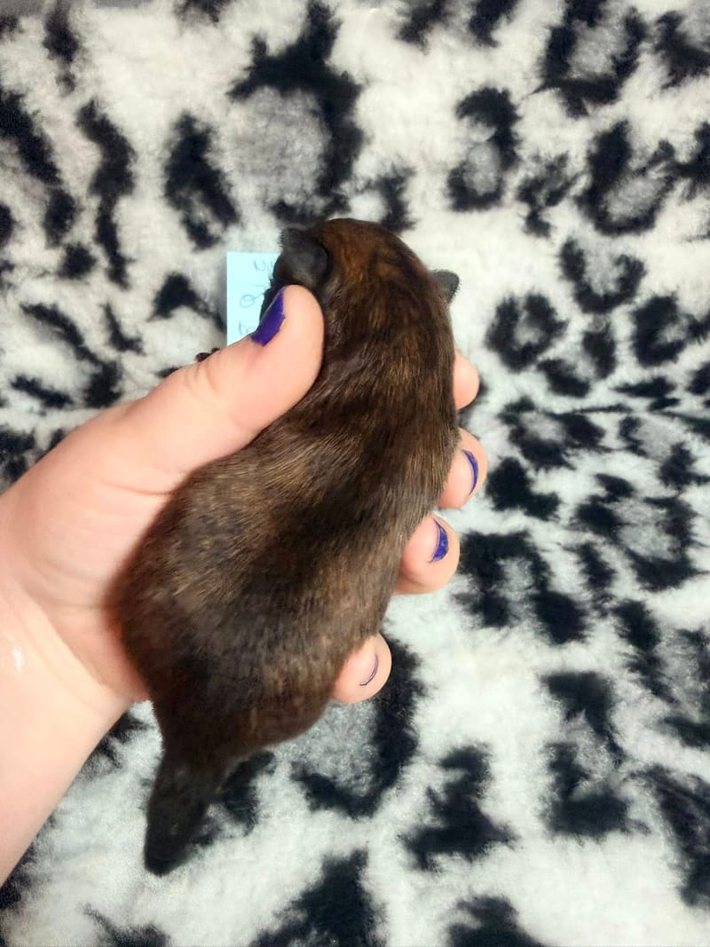 Buzz - male fauve charbonné - 1000€ 