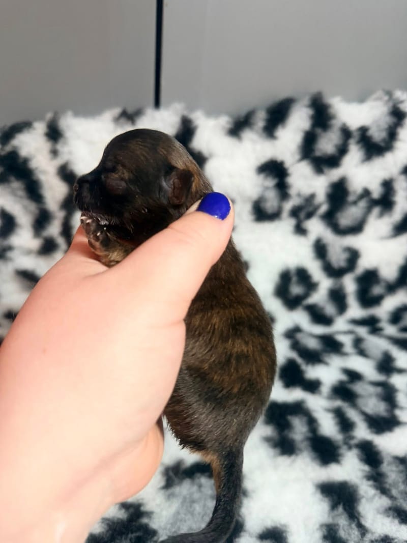 Buzz - male fauve charbonné - 1000€ 