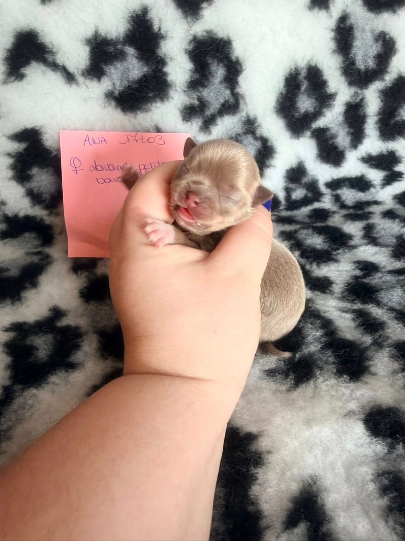 Bulle - lavande petite bavette blanche - 1200€ 