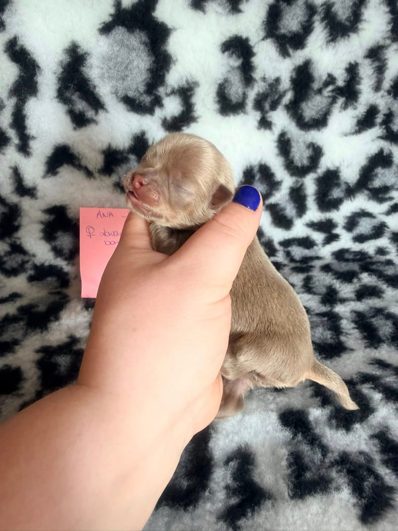 Bulle - lavande petite bavette blanche - 1200€ 