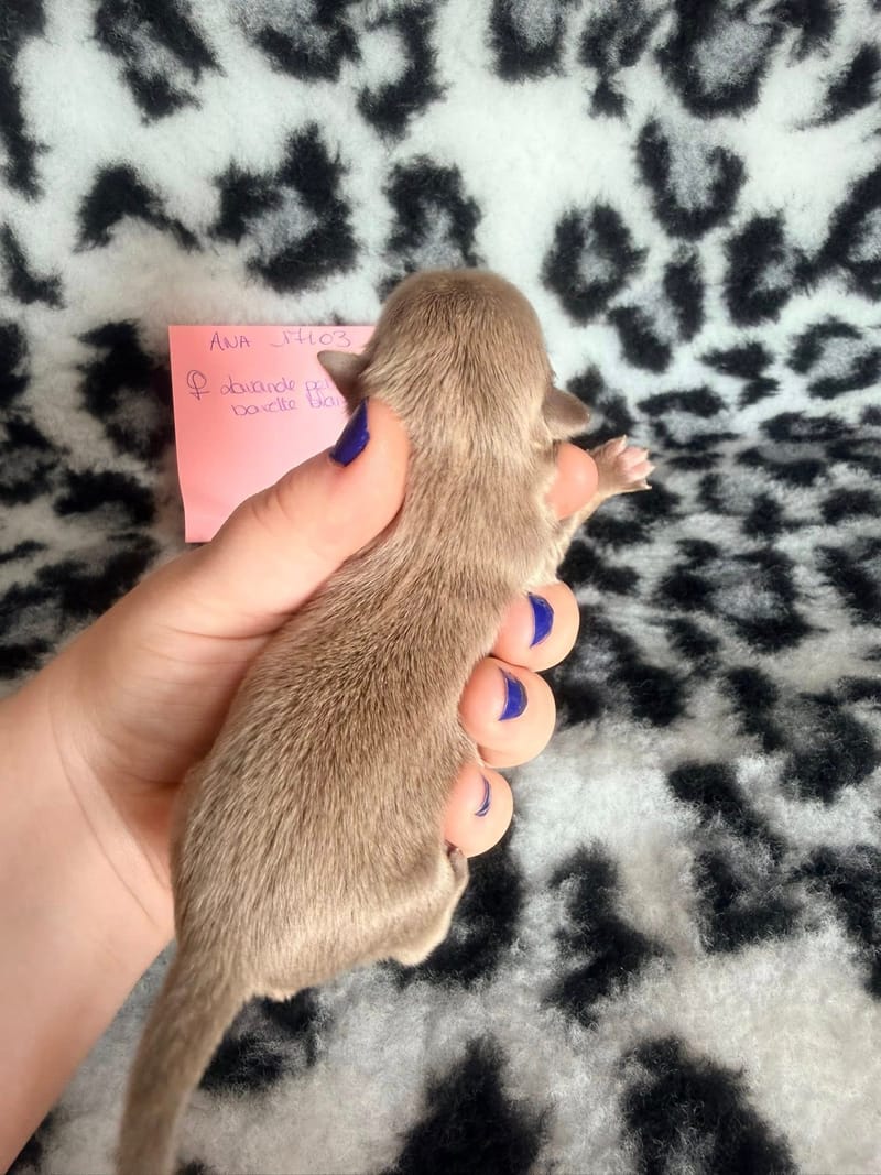 Bulle - lavande petite bavette blanche - 1200€ 