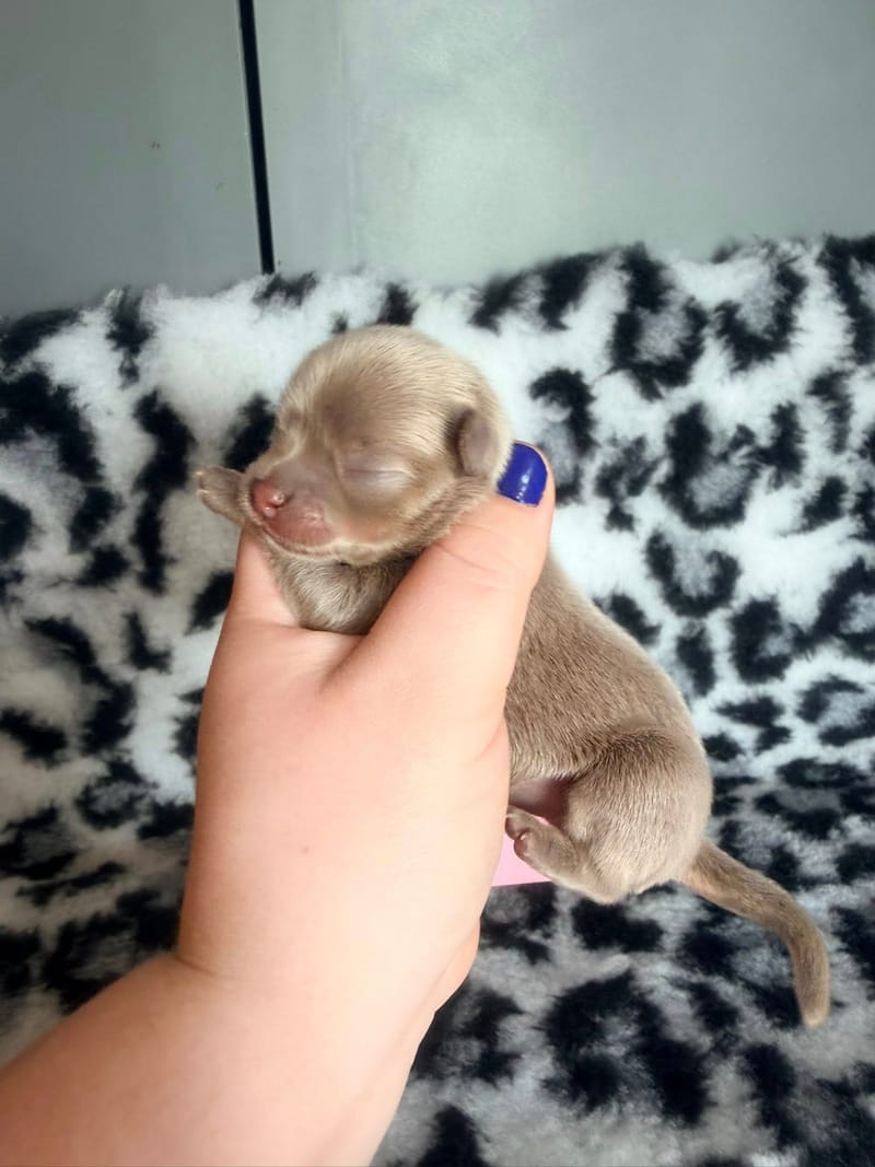 Betty - lavande grande bavette blanche - 1200€ 