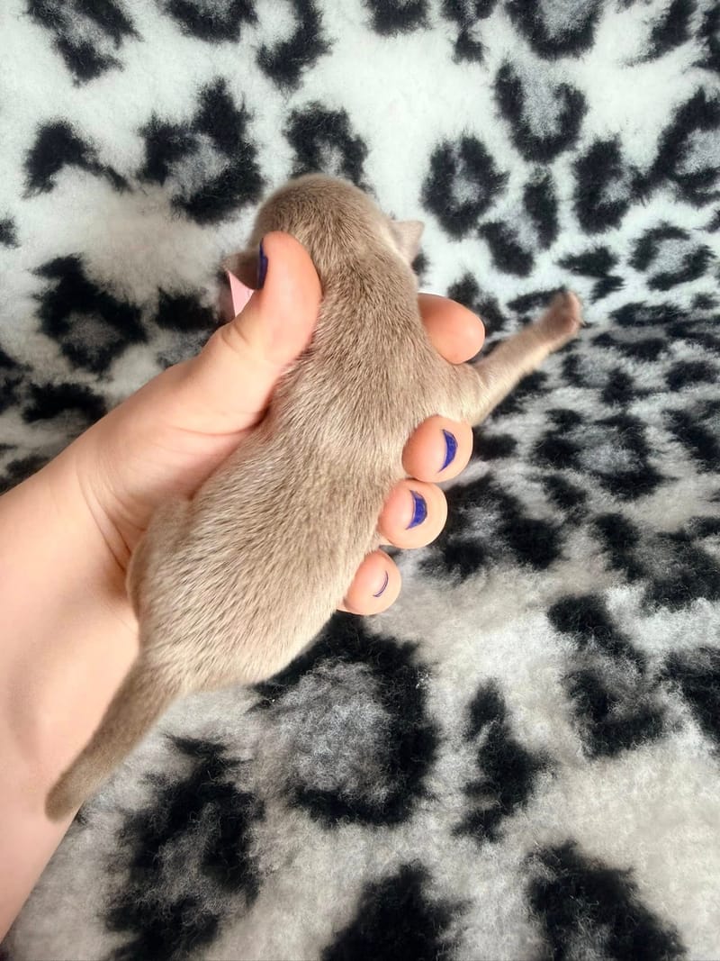 Betty - lavande grande bavette blanche - 1200€ 