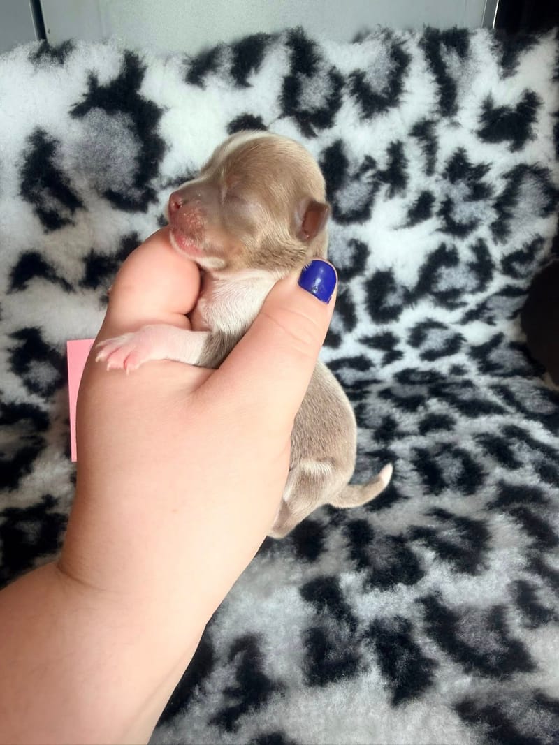 Babylone - lavande et blanche 1200€ 