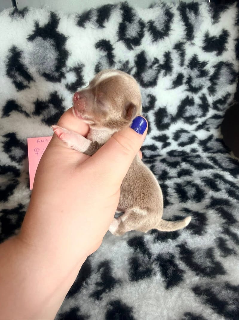 Babylone - lavande et blanche 1200€ 