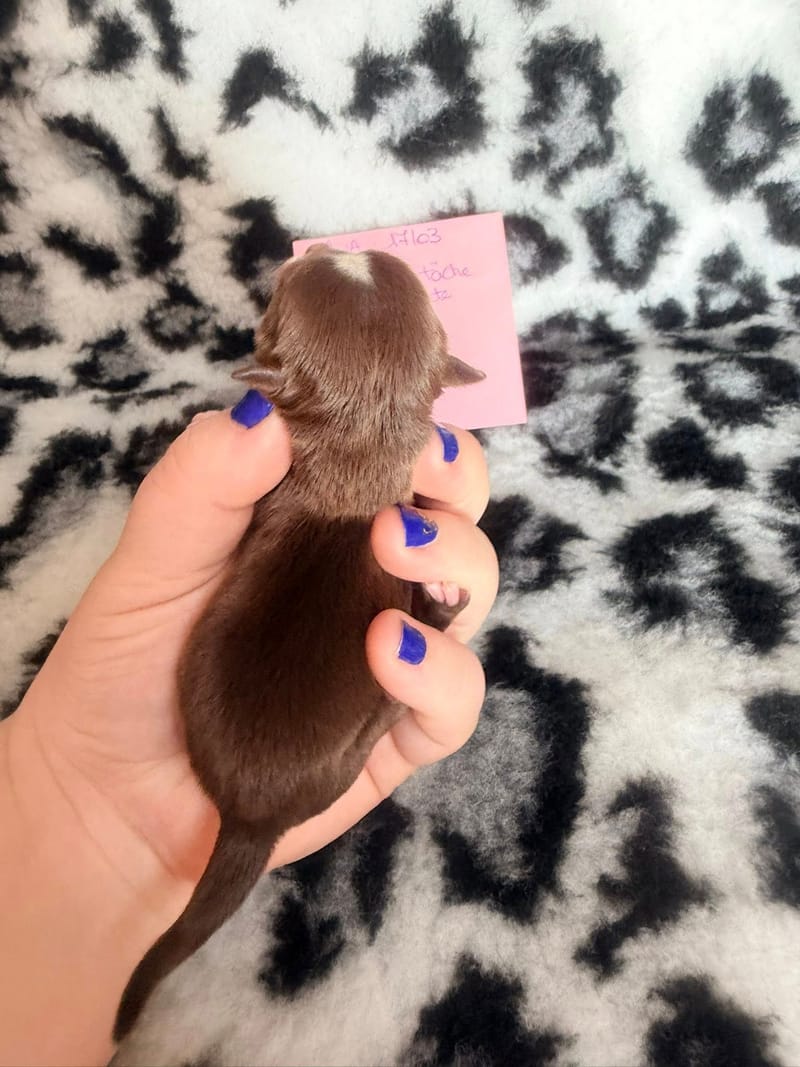 Bayka - chocolat tan et blanche - 1050 € - Attention Petit model pas pour repro 