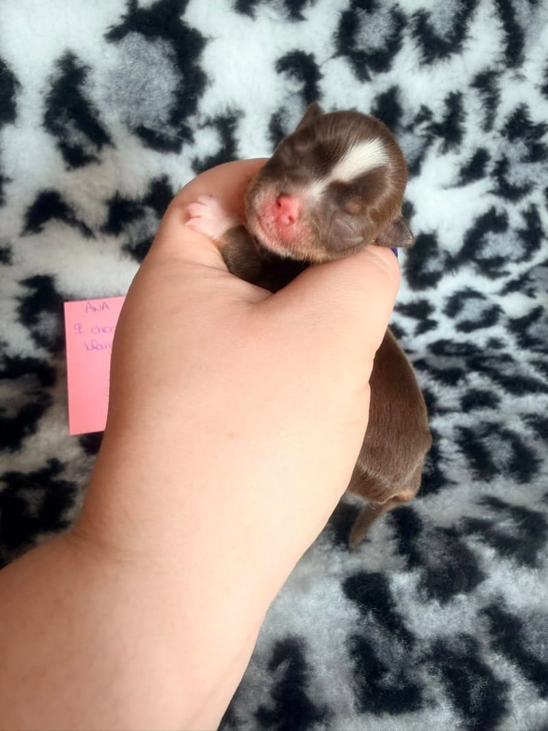 Bayka - chocolat tan et blanche - 1050 € - Attention Petit model pas pour repro 