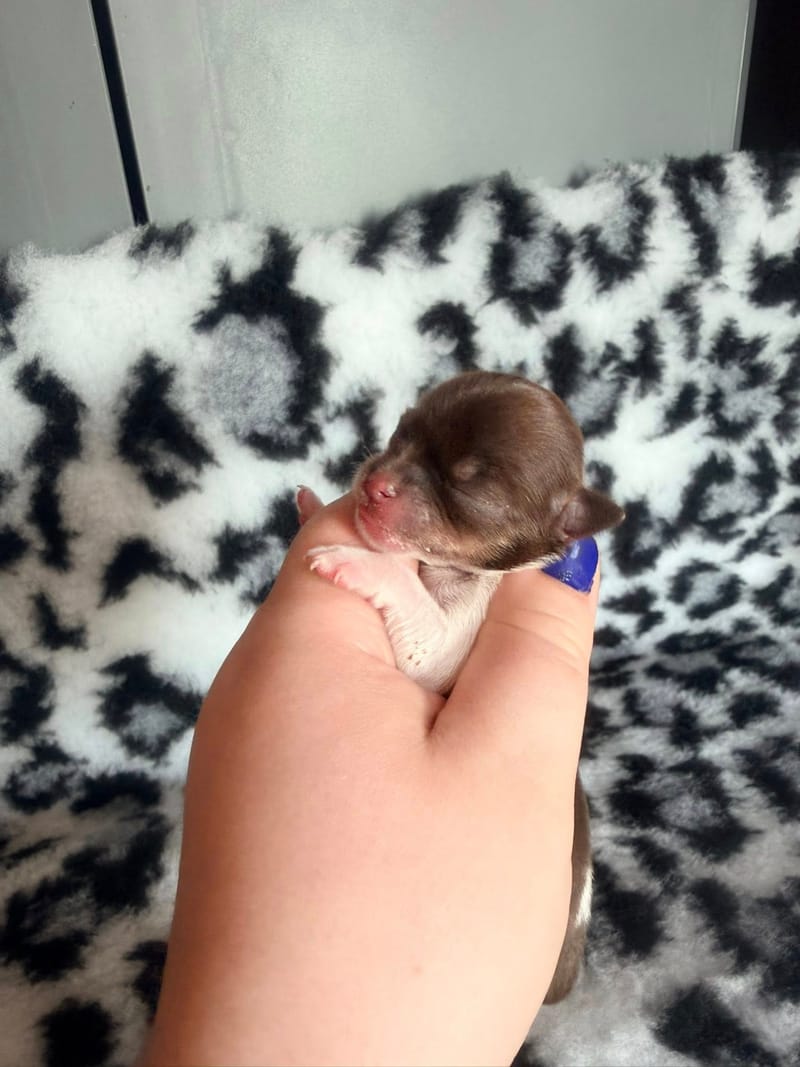 Beardy - chocolat tan et blanche 1050€ -  Attention petit model pas pour repro