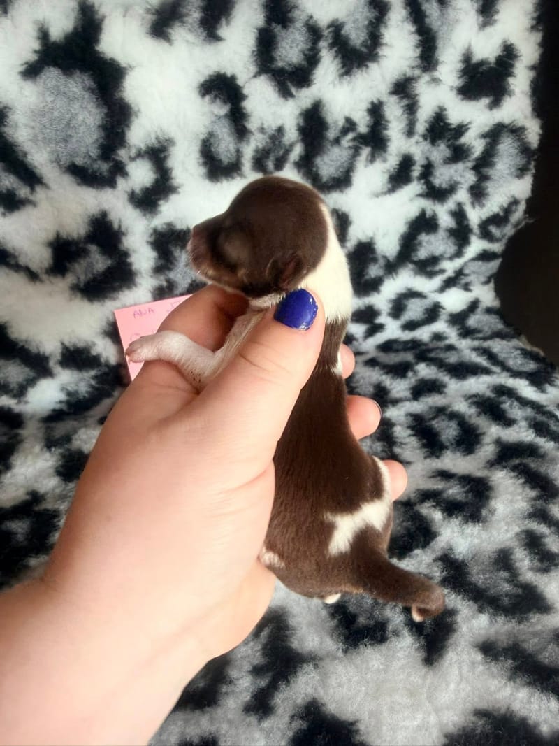 Beardy - chocolat tan et blanche 1050€ -  Attention petit model pas pour repro