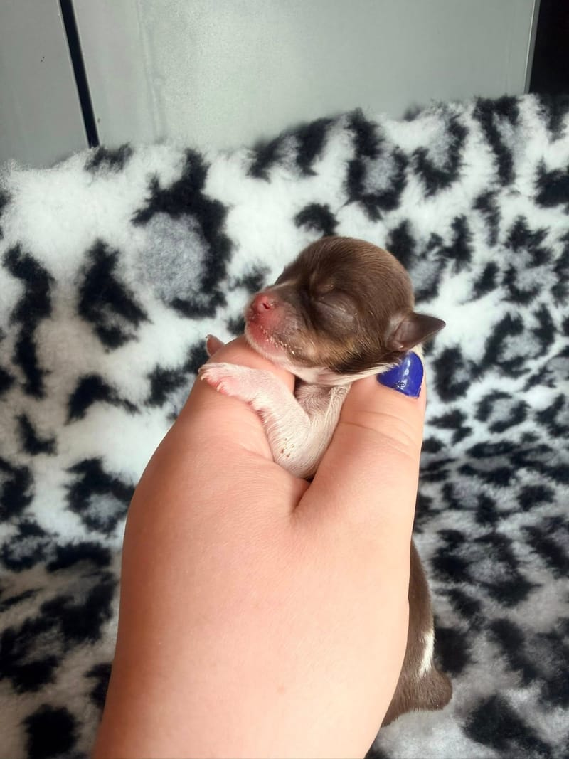 Beardy - chocolat tan et blanche 1050€ -  Attention petit model pas pour repro