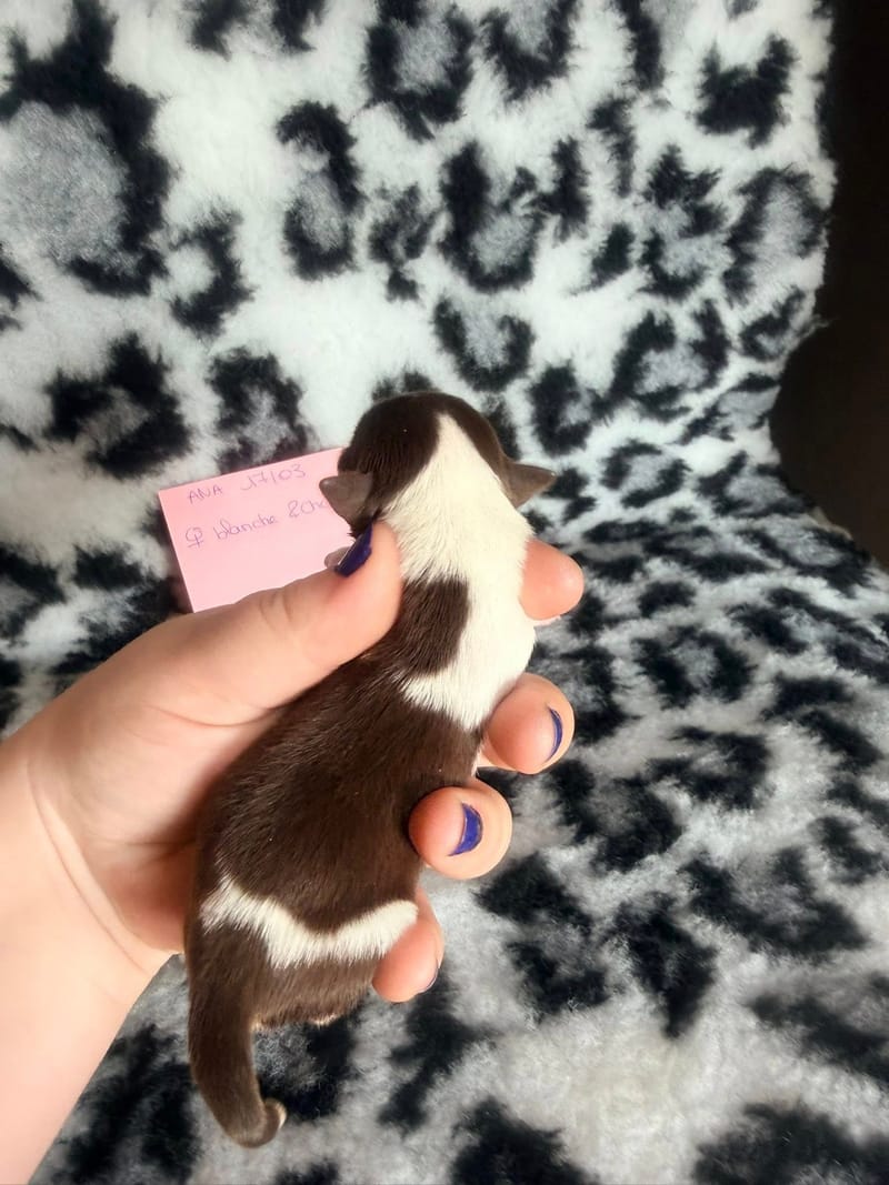 Beardy - chocolat tan et blanche 1050€ -  Attention petit model pas pour repro