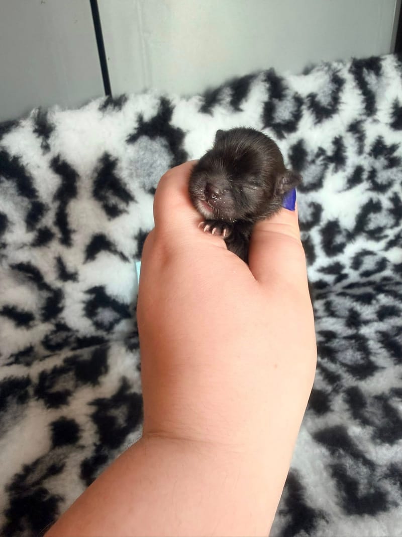 Baloo - male noir bavette blanche 1300€ 