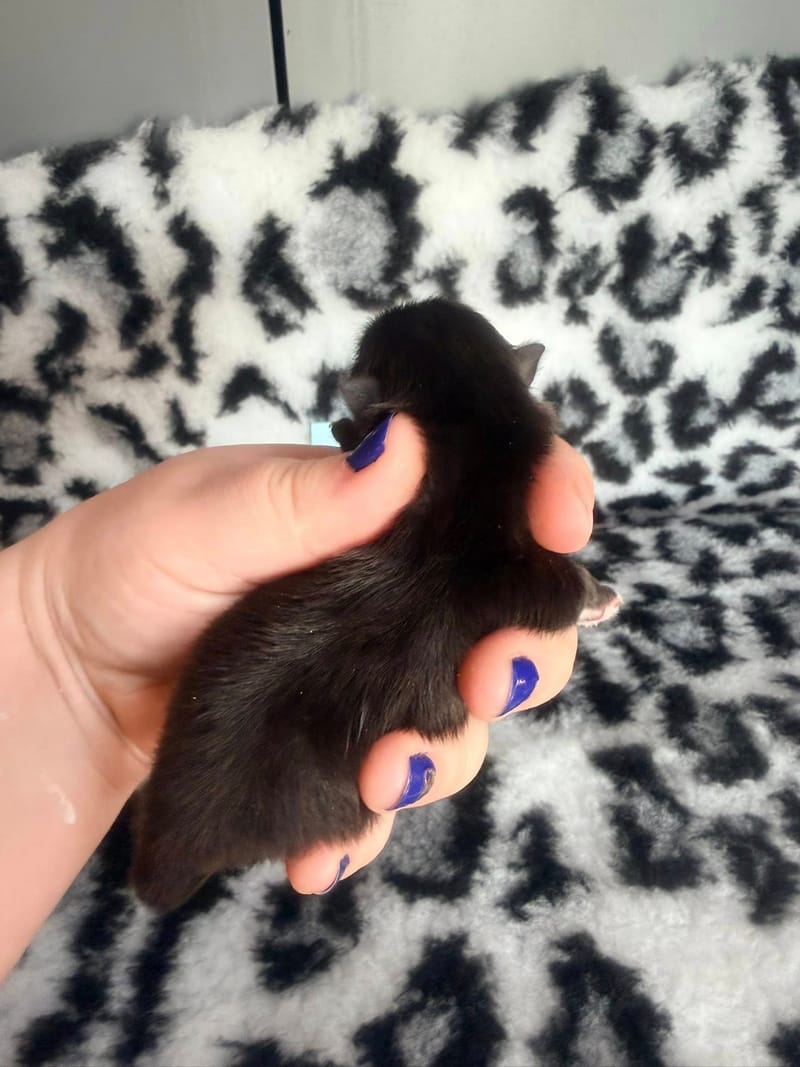 Baloo - male noir bavette blanche 1300€ 