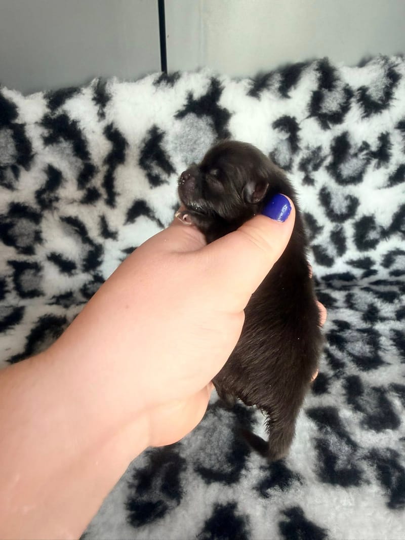 Baloo - male noir bavette blanche 1300€ 