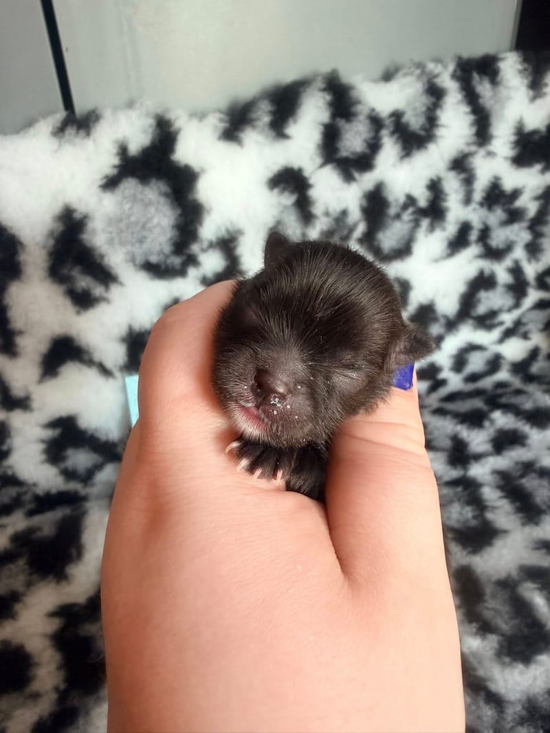 Baloo - male noir bavette blanche 1300€ 