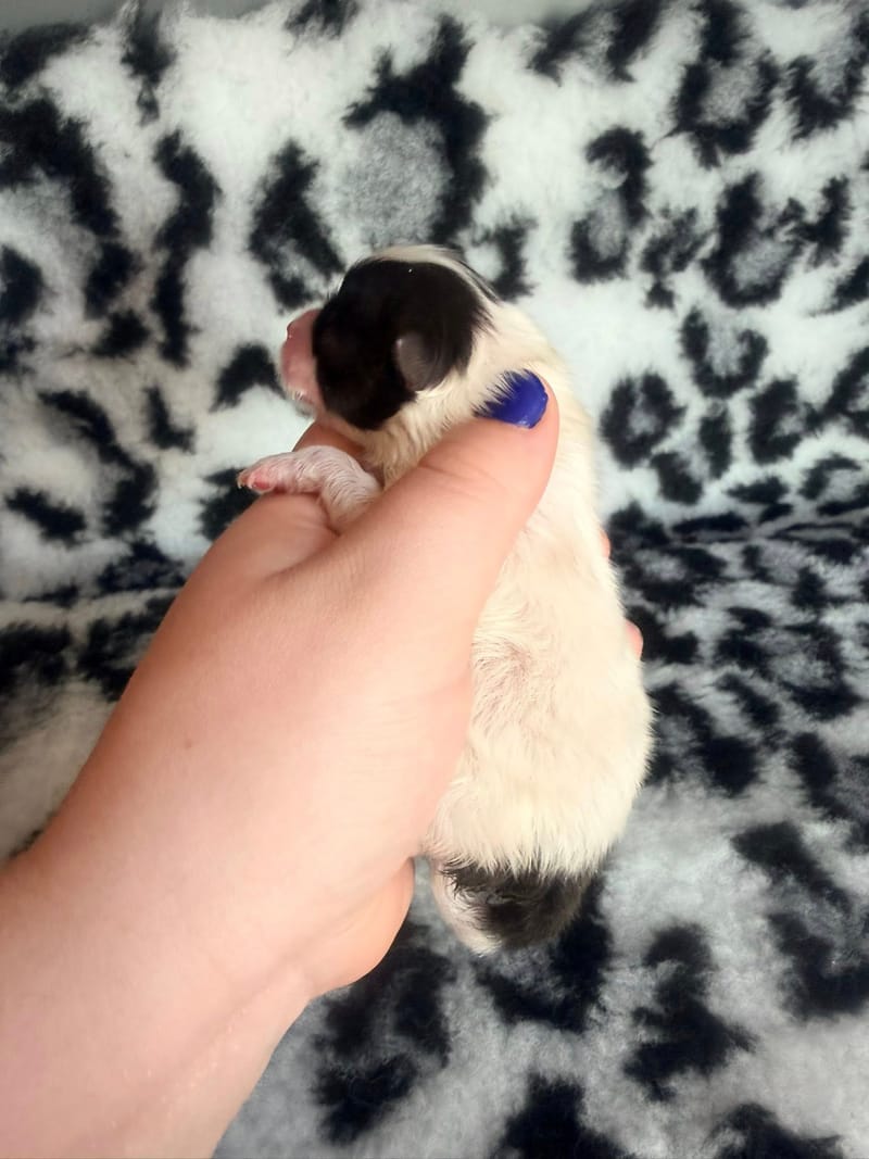 Barbouille - male blanc et noir panda  - 1500€ 