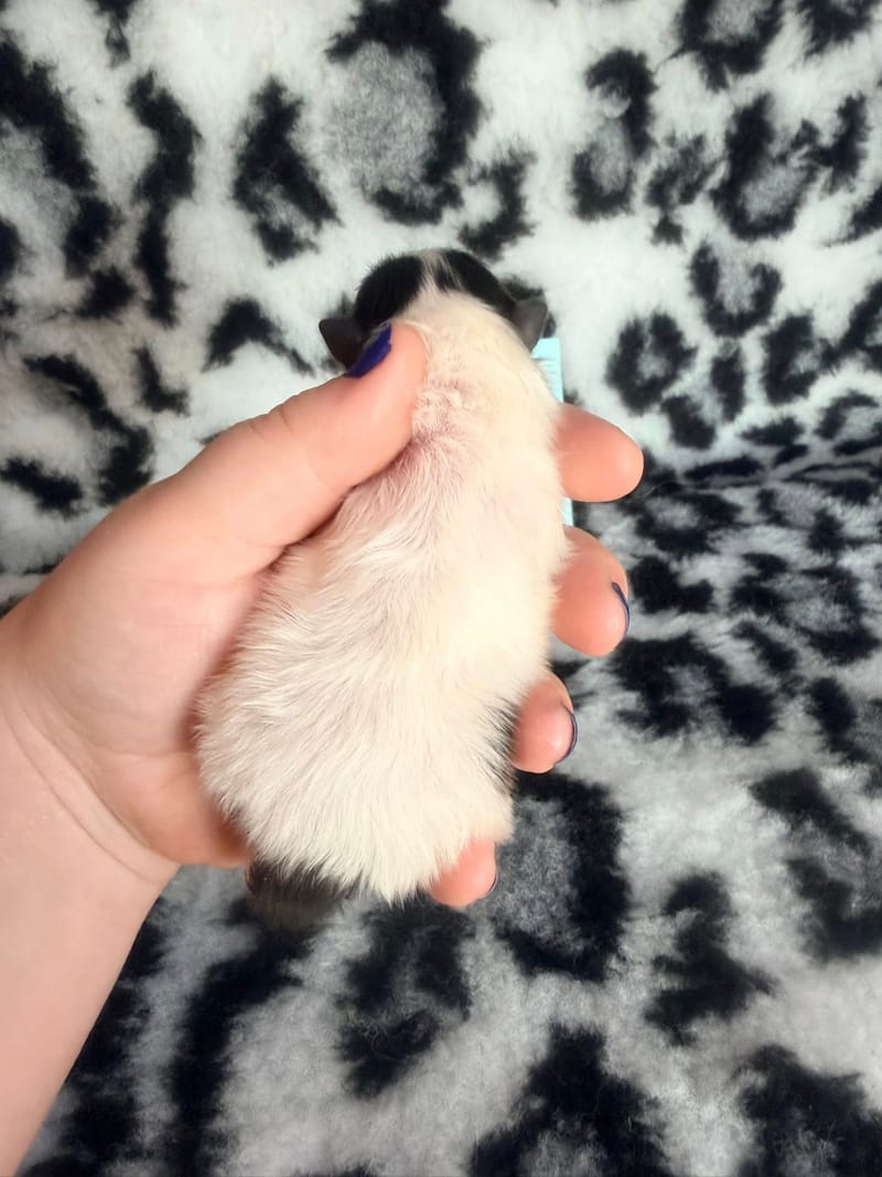 Barbouille - male blanc et noir panda  - 1500€ 