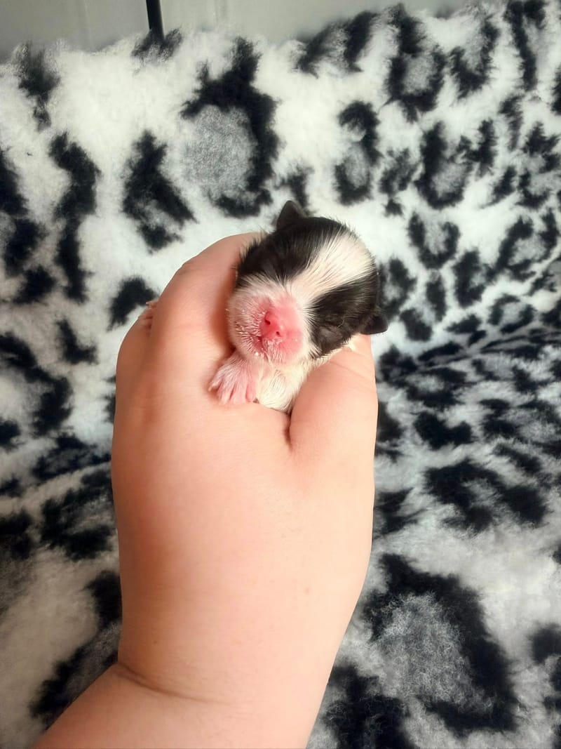 Barbouille - male blanc et noir panda  - 1500€ 