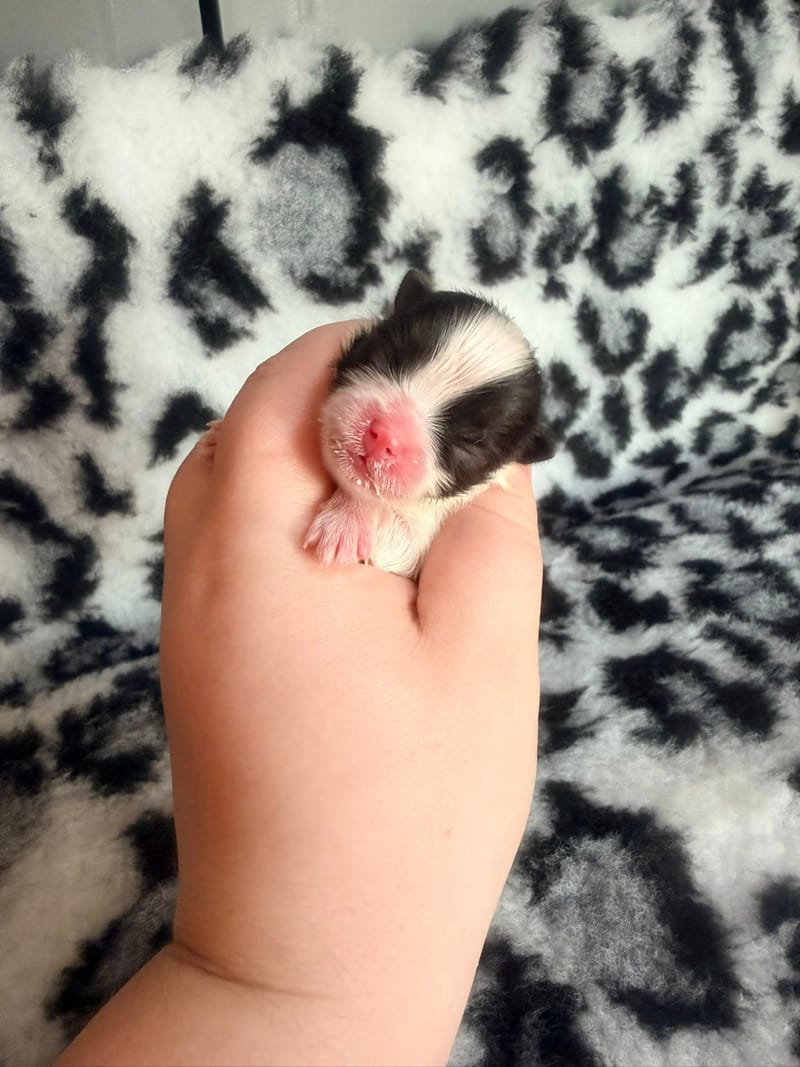 Barbouille - male blanc et noir panda  - 1500€ 