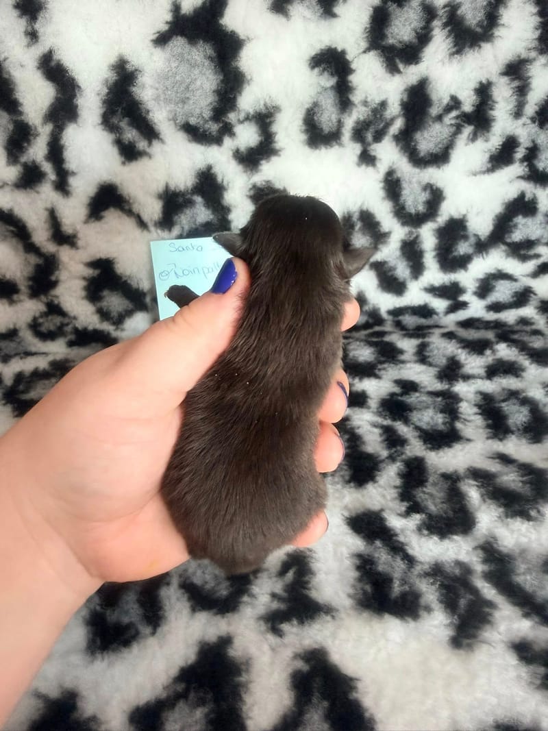 Beeper - male noir bavette blanche - 1300€ 