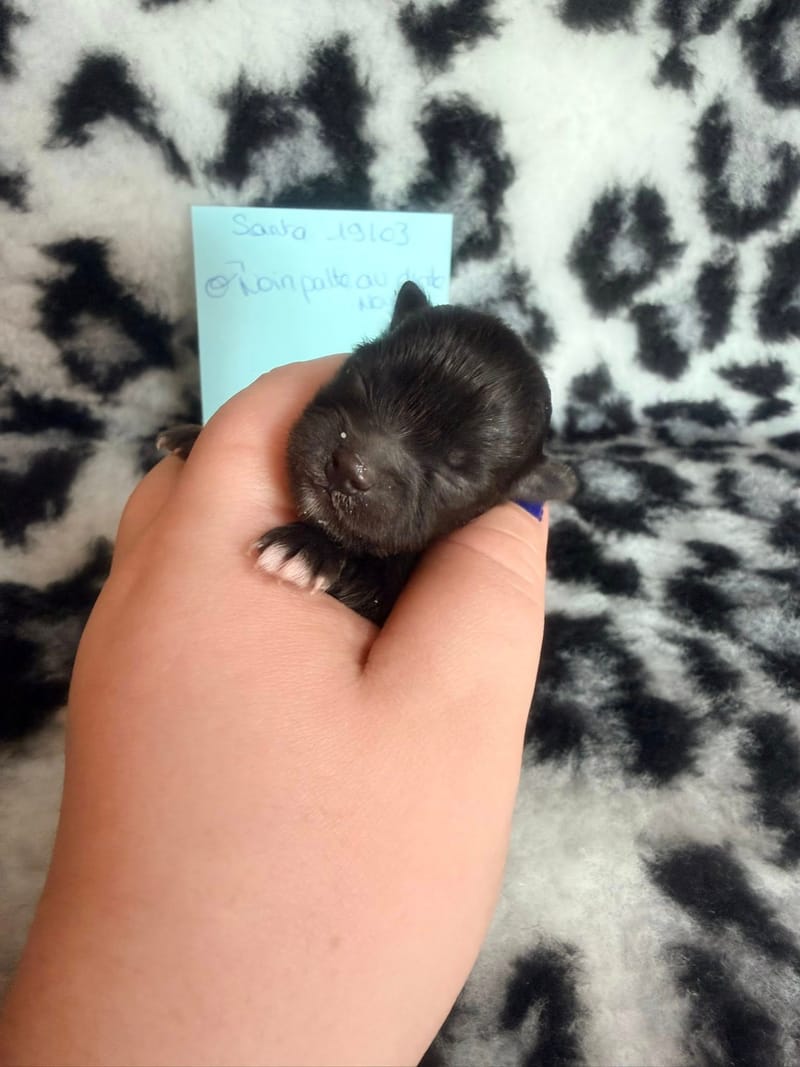 Beeper - male noir bavette blanche - 1300€ 