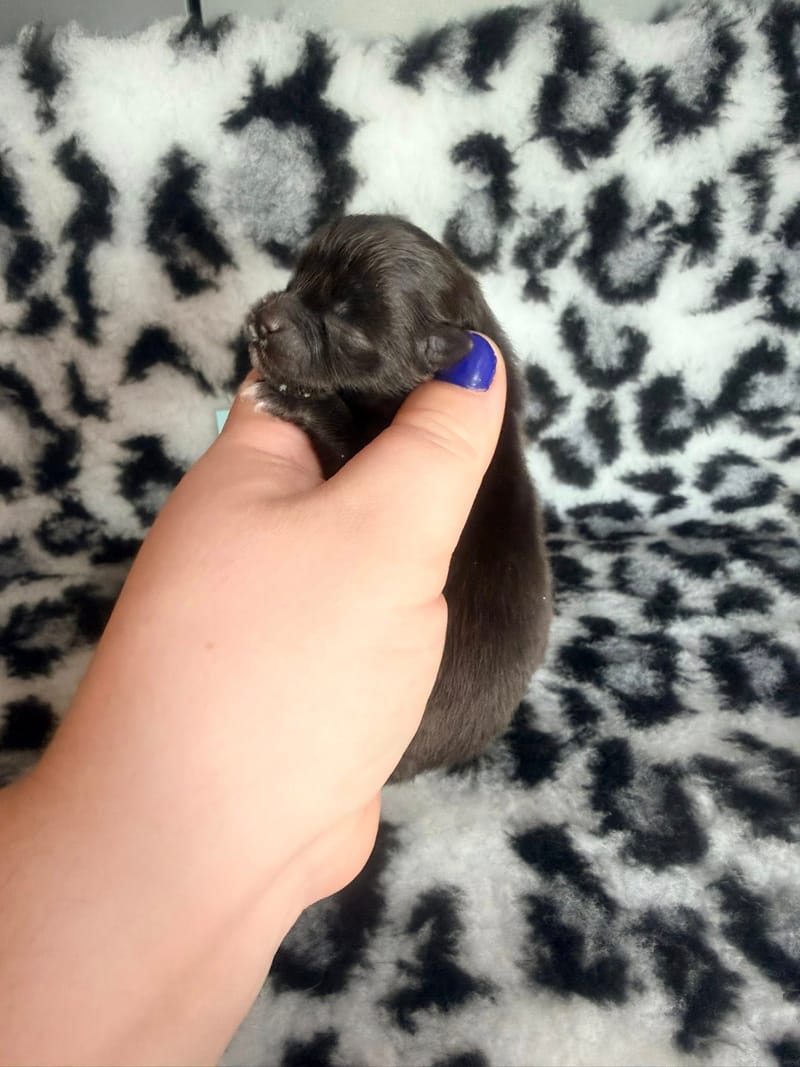 Beeper - male noir bavette blanche - 1300€ 