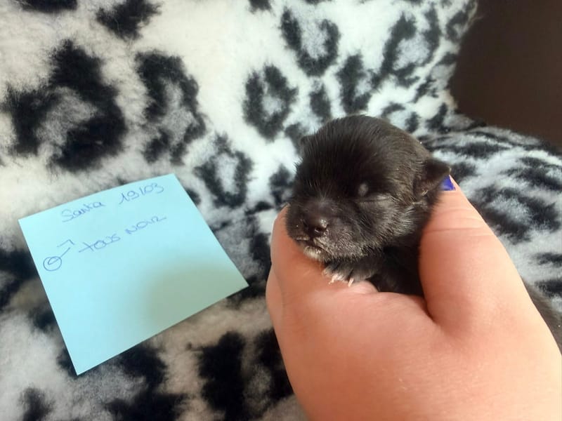 Biscotte - male noir bavette blanche - 1300€ 