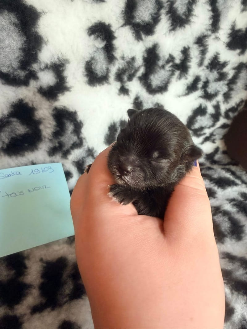 Biscotte - male noir bavette blanche - 1300€ 