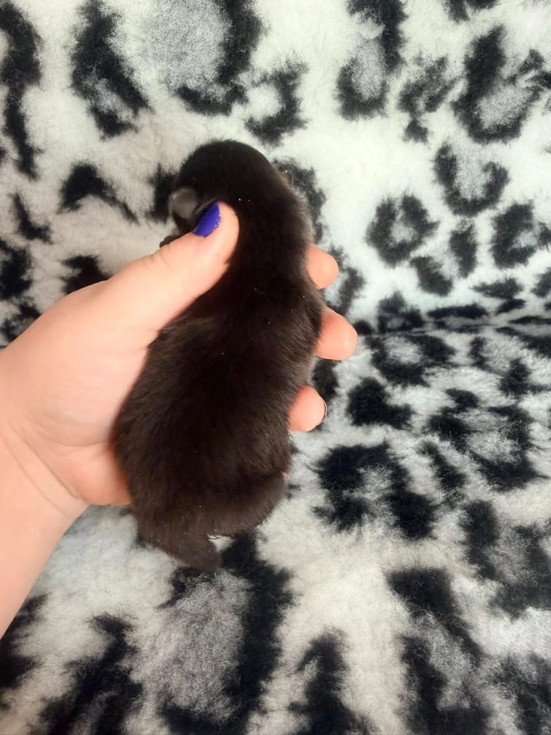 Biscotte - male noir bavette blanche - 1300€ 